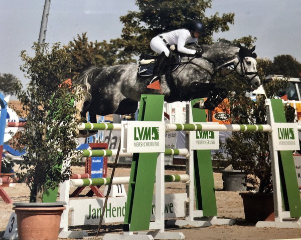 jumper Corvisto (German Sport Horse, 2015, from Cordess 2)