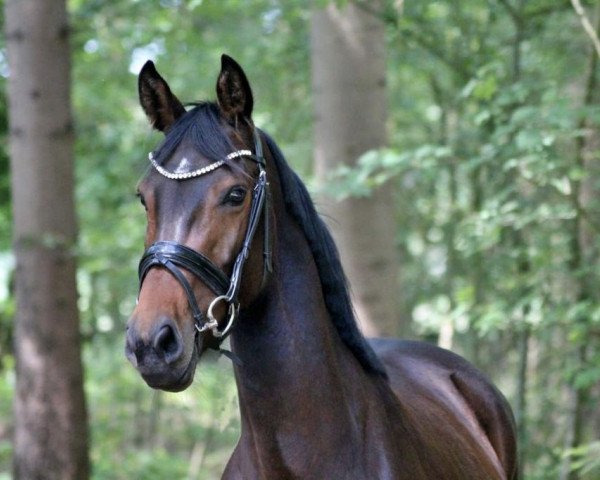horse Princess Rocks (Westphalian, 2014, from Rock Forever II)