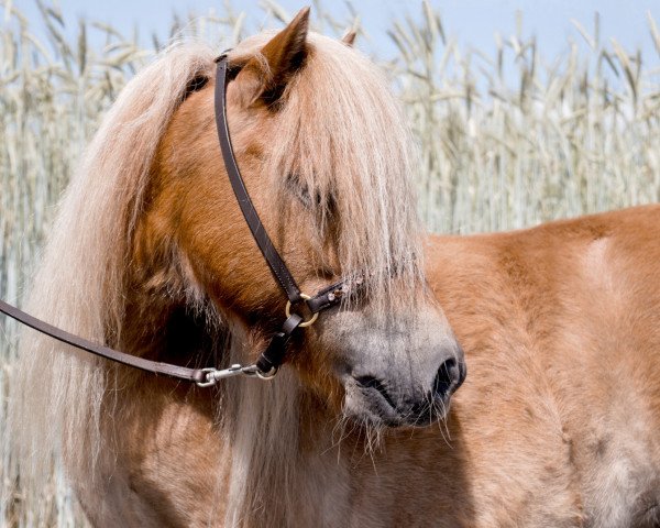 broodmare Temari Tarlane (Shetland pony (under 87 cm), 2016, from Important of Duke Stable)