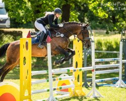 jumper Elbdiva (German Sport Horse, 2009, from Elbadel)