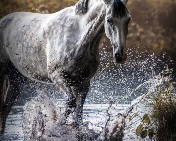 horse Fortuna (Hanoverian, 2015, from Franziskus FRH)