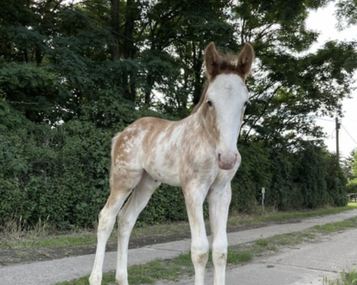 Pferd Ephelia H (Oldenburger, 2023, von Esquin White)