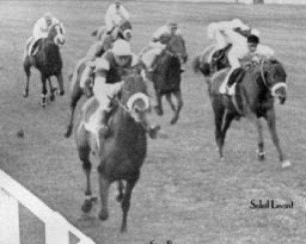 stallion Soleil Levant xx (Thoroughbred, 1951, from Sunny Boy III xx)