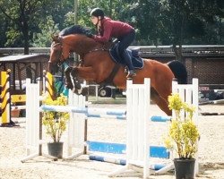 Springpferd Lacorado 10 (Westfale, 2014, von Landfein)