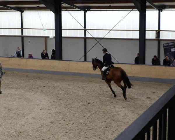 Reitturnier Borken 2023