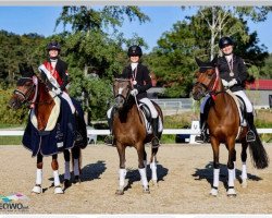 dressage horse Bo 4 (Welsh-Pony (Section B), 2008)