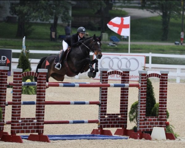 jumper Quandro (KWPN (Royal Dutch Sporthorse), 2008, from Quasimodo Z)