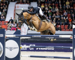 jumper Equine America Consulent de Prelet Z (Zangersheide riding horse, 2011, from Consulent Z)