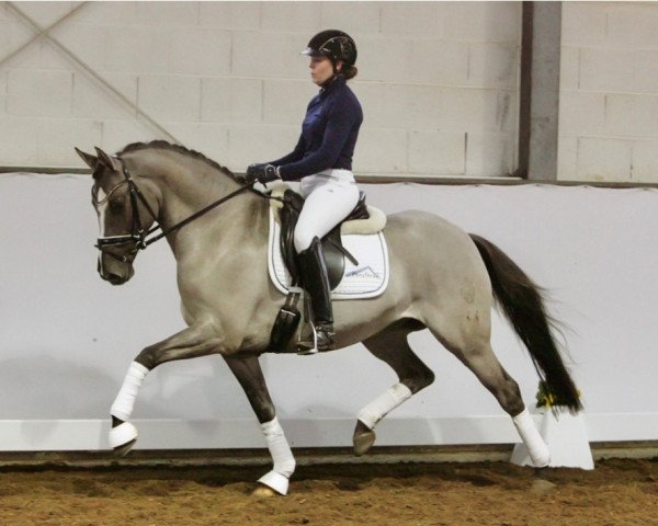 Pferd Deep Kiss AT (Deutsches Reitpony, 2017, von Dating AT NRW)