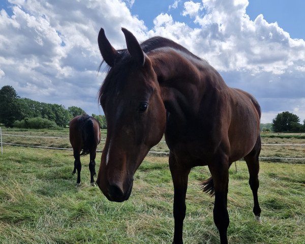 stallion Ferrysburg (Hanoverian, 2021, from Friedrich der Große)