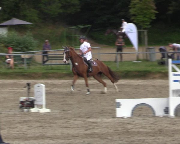 Reitturnier Lgl.-Oberhain, B95 2021