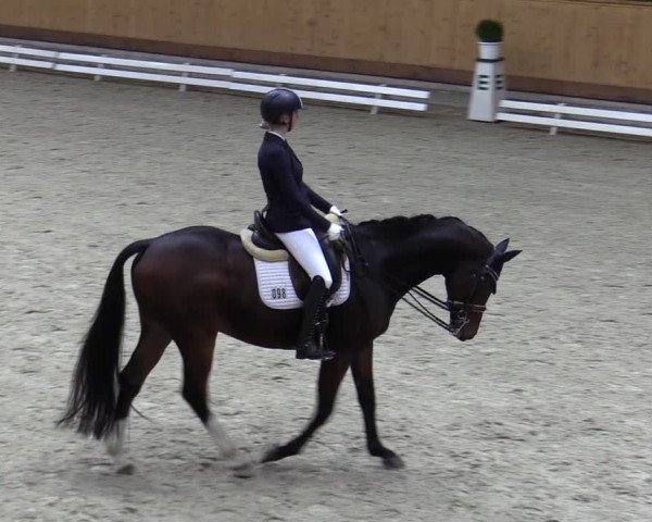 Reitturnier Hamburg-Friedrichshulde/Sylva Kuhrt 2023