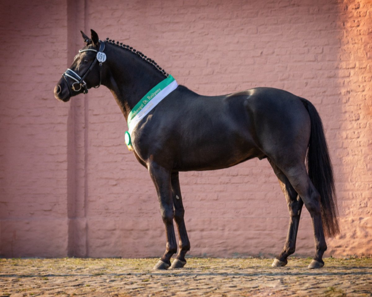 horse Gentleman WS (German Riding Pony, 2019, from Genesis B)