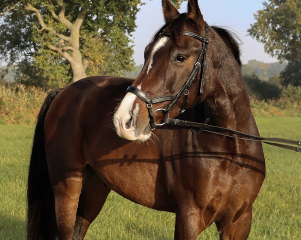 horse Cary Lay (Oldenburg show jumper, 2016, from Carleyle)