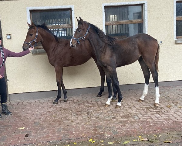 broodmare Caro vom Heimental (Württemberger, 2023, from Comme il Faut)