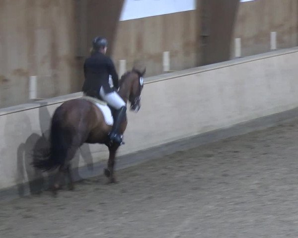 Reitturnier Hövelhof 2023