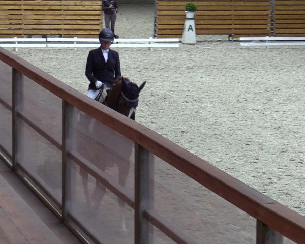Reitturnier Hamburg-Friedrichshulde/Sylva Kuhrt 2023
