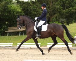 dressage horse Phabella (German Sport Horse, 2014, from Zirkon 8)