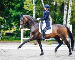 dressage horse Sergio Leone 5 (Hanoverian, 2008, from Sir Donnerhall I)