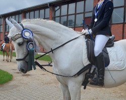 dressage horse Bandolera 11 (unknown, 2011)
