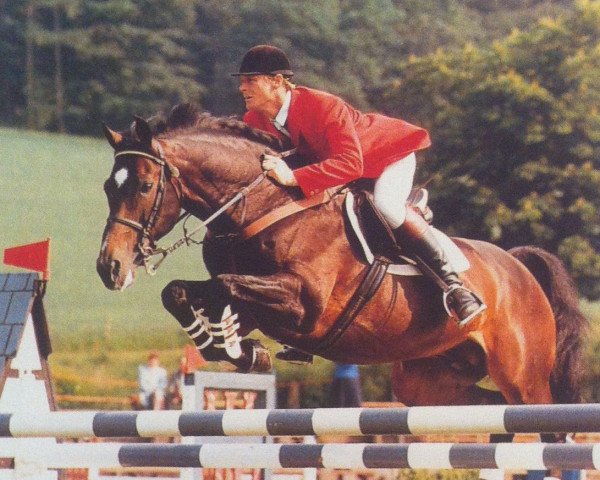 Deckhengst Lacros (Holsteiner, 1978, von Landgraf I)