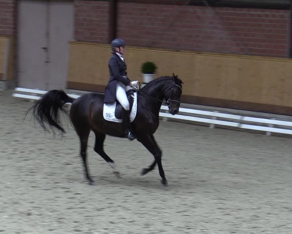 Reitturnier Hamburg-Friedrichshulde/Sylva Kuhrt 2023