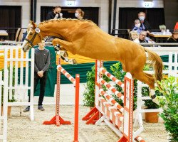 jumper Serbowmer (Trakehner, 2017, from Perpignan Noir)
