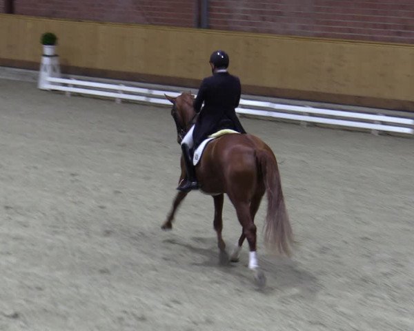 Reitturnier Hamburg-Friedrichshulde/Sylva Kuhrt 2023