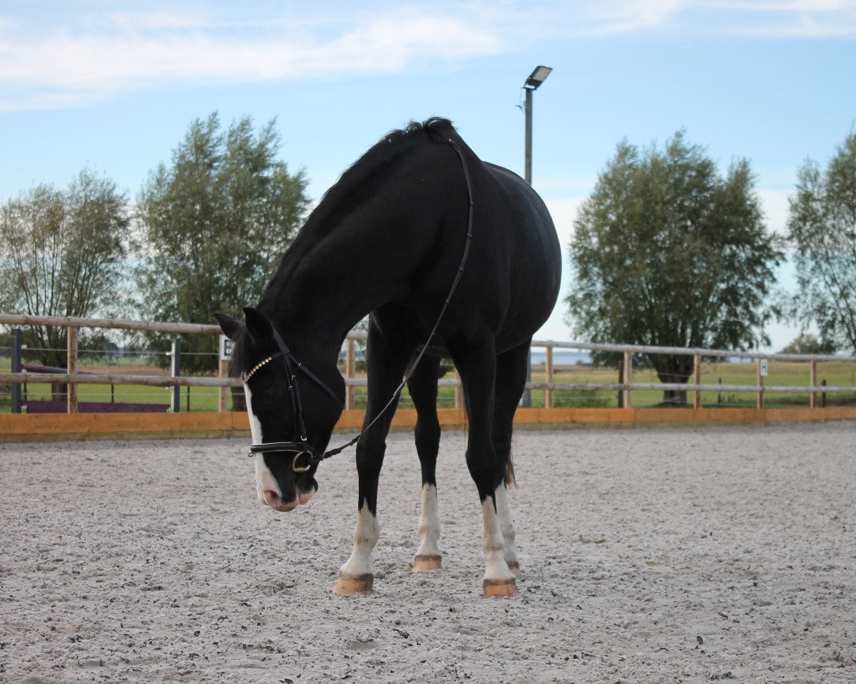 broodmare Soyala 1000 (Oldenburg, 2009, from Status Quo)