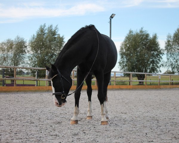 broodmare Soyala 1000 (Oldenburg, 2009, from Status Quo)