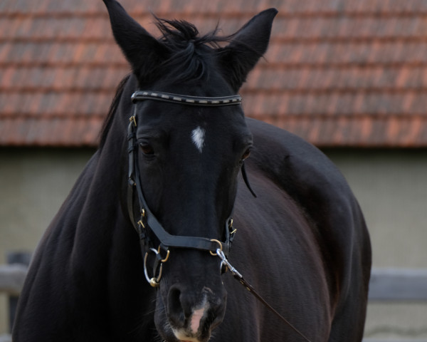 dressage horse Negroletta (Oldenburg, 2014, from Negro)
