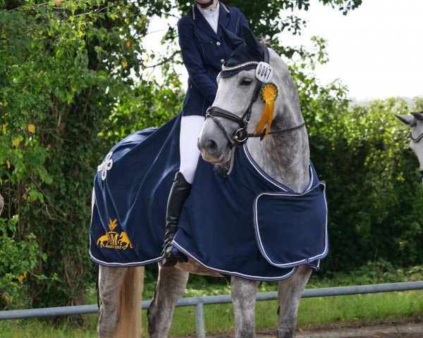 dressage horse Cherry 208 (Mecklenburg, 2017, from Chancenreich 2)