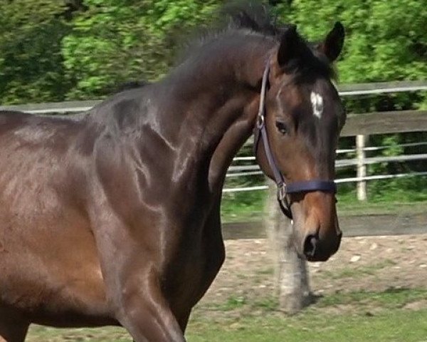 horse Querido (Hanoverian, 2021, from Q-Sieben OLD)