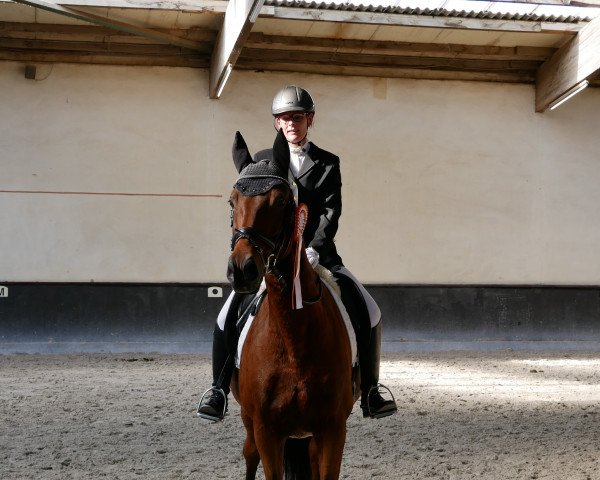 horse Zauberlehrling (Trakehner, 2008, from Showmaster)