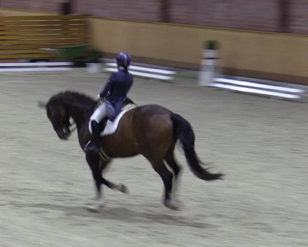 Reitturnier Hamburg-Friedrichshulde/Sylva Kuhrt 2023