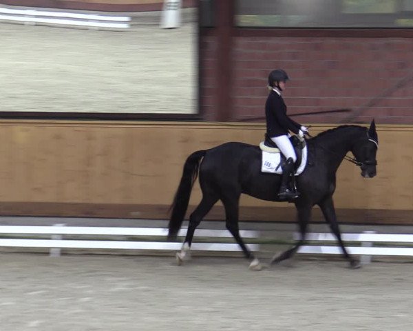 Reitturnier Hamburg-Friedrichshulde/Sylva Kuhrt 2023