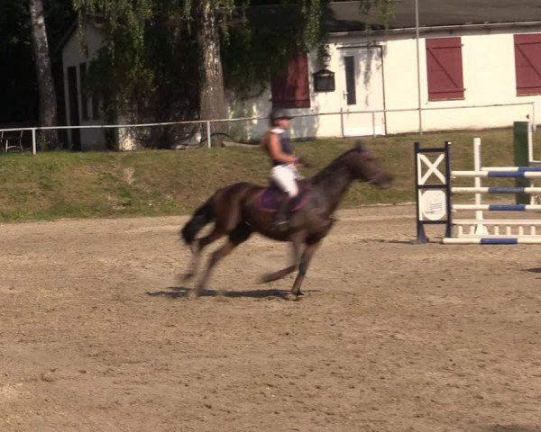 Reitturnier Lgl.-Oberhain, B95 2021