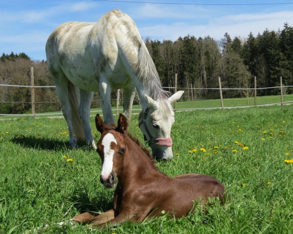 Pferd For Pauly (Oldenburger Springpferd, 2023, von For Planet)
