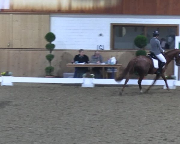 Reitturnier Hövelhof 2023
