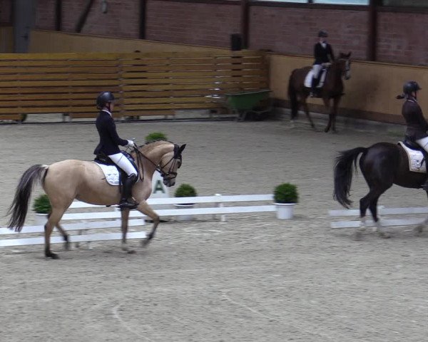 Reitturnier Hamburg-Friedrichshulde/Sylva Kuhrt 2023