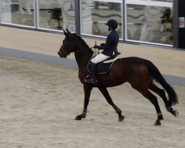 Reitturnier Borken 2023