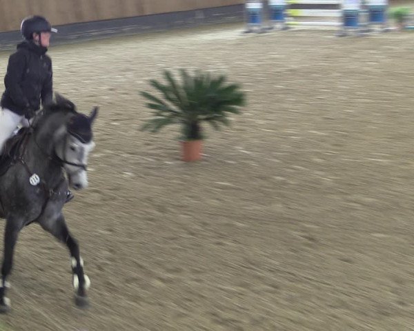 Reitturnier Zwickau 2023