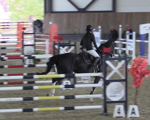 Reitturnier Zwickau 2023