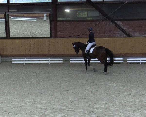 Reitturnier Hamburg-Friedrichshulde/Sylva Kuhrt 2023