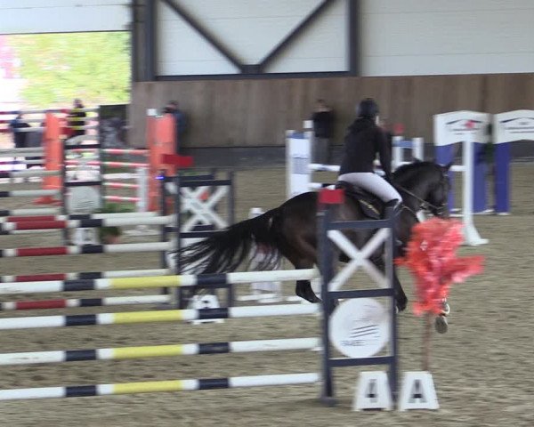 Reitturnier Zwickau 2023