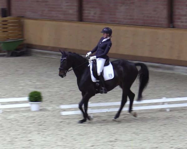 Reitturnier Hamburg-Friedrichshulde/Sylva Kuhrt 2023
