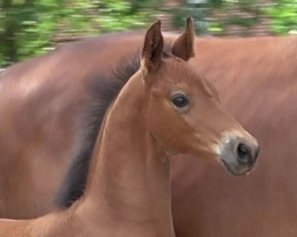 Pferd Valentino (Hannoveraner, 2023, von Va' Pensiero FRH)