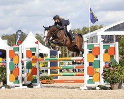 jumper Check vd Steenovenhoeve Z (Zangersheide riding horse, 2018, from Casall Ask)