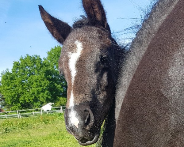 horse St.Emilia (Hanoverian, 2023, from St. Emilion)