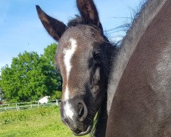 Pferd St.Emilia (Hannoveraner, 2023, von St. Emilion)